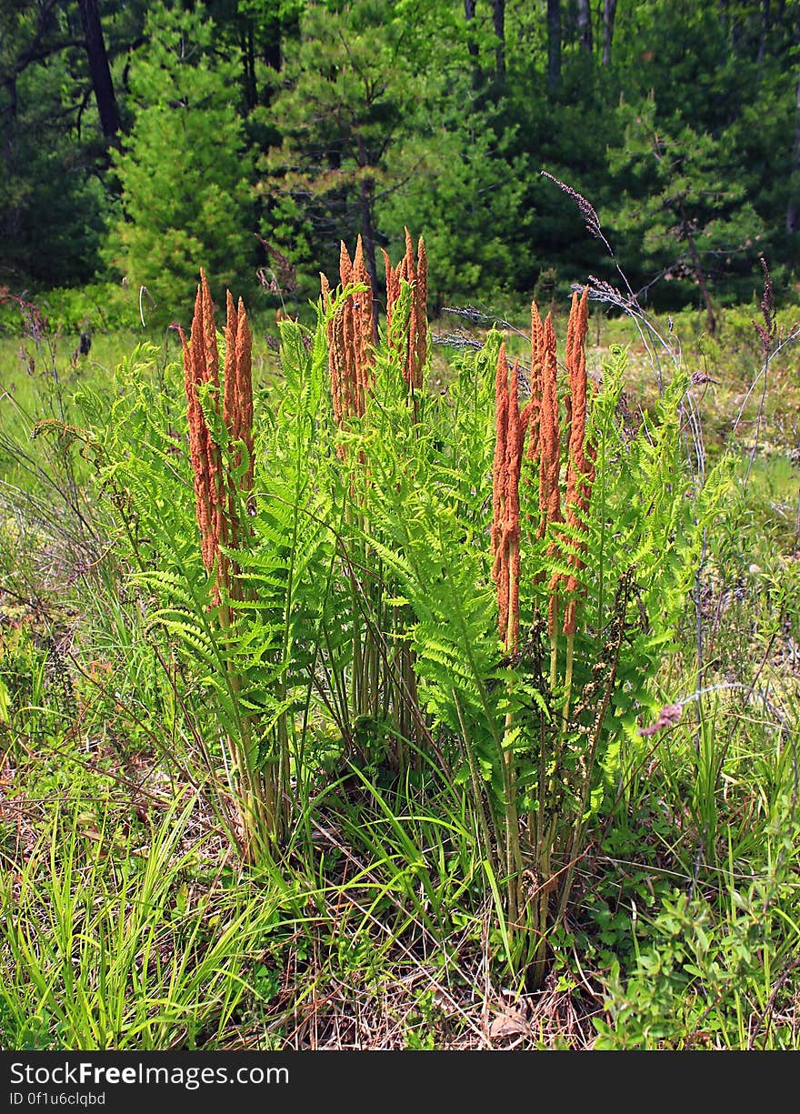 Cinnamon ferns &#x28;Osmundastrum cinnamomeum&#x29; growing in the pipeline swath at the northern end of the Cranberry Swamp Natural Area, Sproul State Forest, Clinton County. I&#x27;ve licensed this photo as CC0 for release into the public domain. You&#x27;re welcome to download the photo and use it without attribution. Cinnamon ferns &#x28;Osmundastrum cinnamomeum&#x29; growing in the pipeline swath at the northern end of the Cranberry Swamp Natural Area, Sproul State Forest, Clinton County. I&#x27;ve licensed this photo as CC0 for release into the public domain. You&#x27;re welcome to download the photo and use it without attribution.