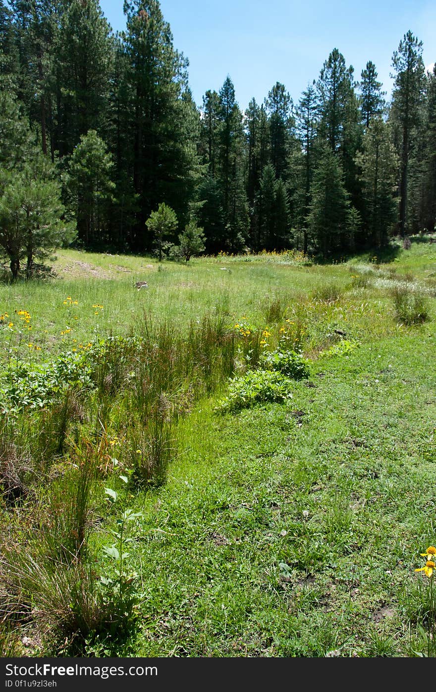 Photo by Deborah Lee Soltesz, August 2010. Credit: U.S. Forest Service, Coconino National Forest. For more information about this trail, see the Barbershop No. 91 trail description on the Coconino National Forest website. Photo by Deborah Lee Soltesz, August 2010. Credit: U.S. Forest Service, Coconino National Forest. For more information about this trail, see the Barbershop No. 91 trail description on the Coconino National Forest website.