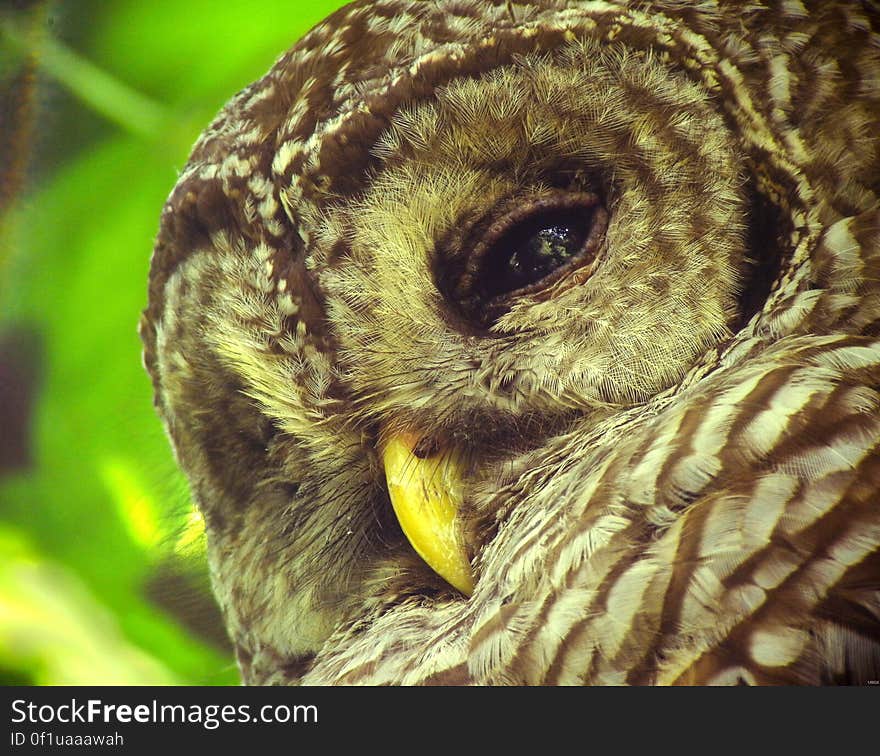 An up close shot of a barred owl in Baton Rouge, Louisiana. The barred owl is native to eastern North America but have expanded westward due to human creation of new habitat. Larger and more aggressive than the federally threatened northern spotted owl, barred owls are known to displace spotted owls, disrupt their nesting and compete with them for food. Credit: Dennis Demcheck, USGS.