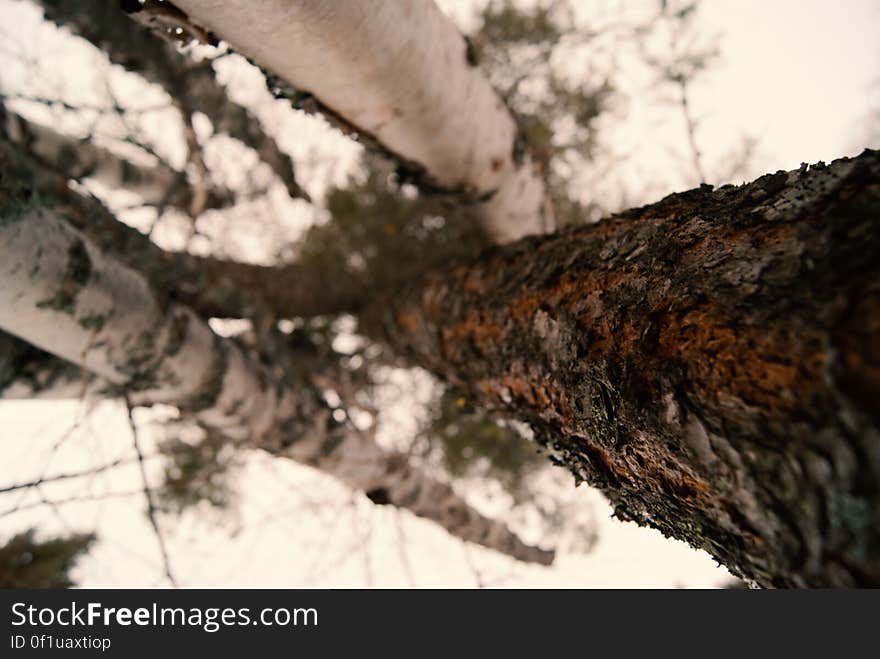 Vertical Trees