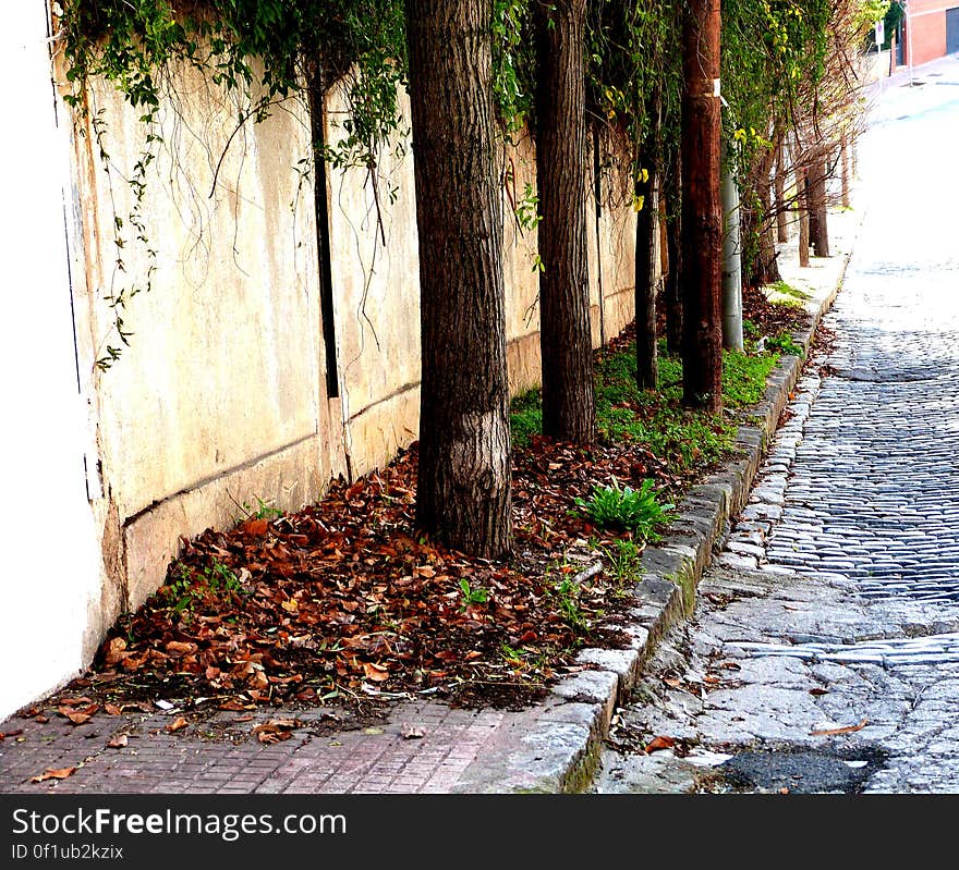 Trees taking over the sidewalk. Trees taking over the sidewalk.