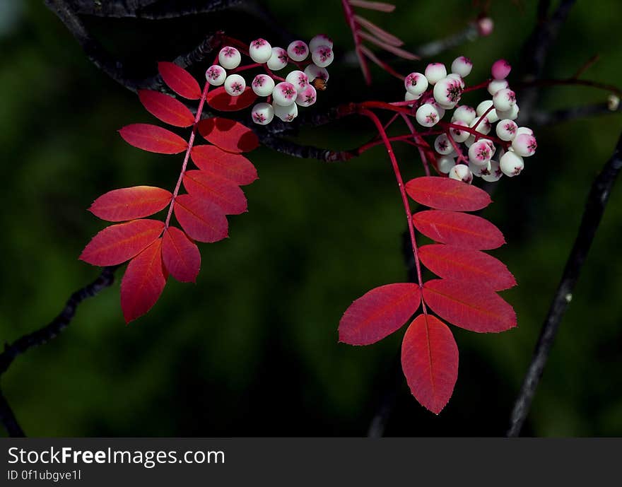 White-fruited Rowan Sorbus glabrescens, a Chinese species with white fruit ... Due to their small size the fruits are often referred to as berries. The rowans or mountain-ashes are shrubs or trees in genus Sorbus of family Rosaceae. They are native throughout the cool temperate regions of the Northern Hemisphere,. White-fruited Rowan Sorbus glabrescens, a Chinese species with white fruit ... Due to their small size the fruits are often referred to as berries. The rowans or mountain-ashes are shrubs or trees in genus Sorbus of family Rosaceae. They are native throughout the cool temperate regions of the Northern Hemisphere,