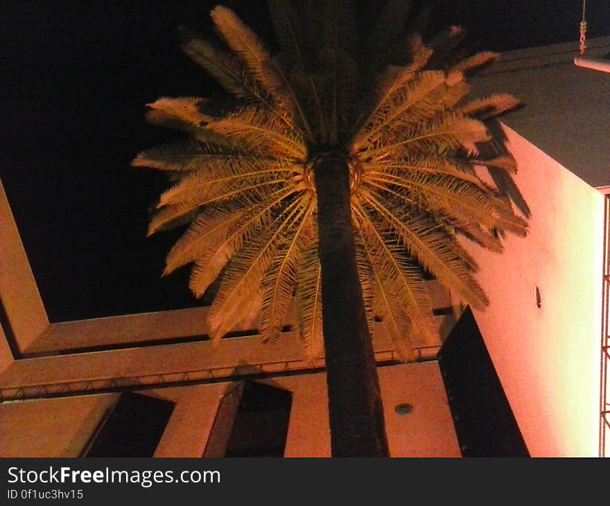 Palm tree in outside courtyard illuminated at night. Palm tree in outside courtyard illuminated at night.