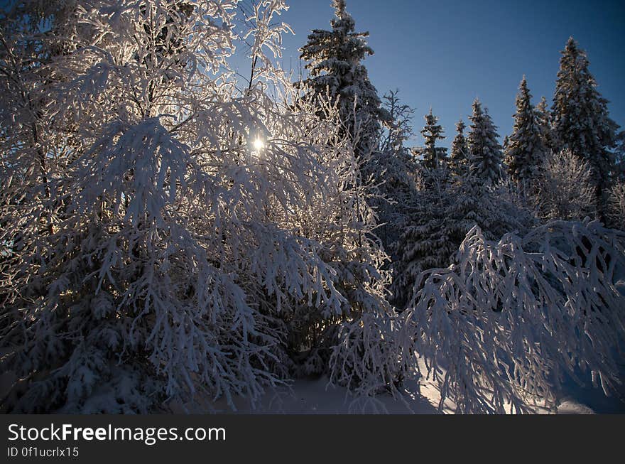 Sky, Cloud, Branch, Twig, Snow, Larch