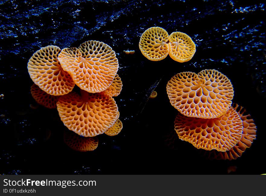 This little fungus is very bright orange in colour. It is fan shaped like a ping pong bat, with a short stem &#x28;up to 20 mm long&#x29;, attached to the side of the cap and to logs or dead branches. Instead of gills it has large pores giving it a honeycombed appearance. The pores are visible through the thin flesh. The fungus is 5-40 mm diameter. This little fungus is very bright orange in colour. It is fan shaped like a ping pong bat, with a short stem &#x28;up to 20 mm long&#x29;, attached to the side of the cap and to logs or dead branches. Instead of gills it has large pores giving it a honeycombed appearance. The pores are visible through the thin flesh. The fungus is 5-40 mm diameter.