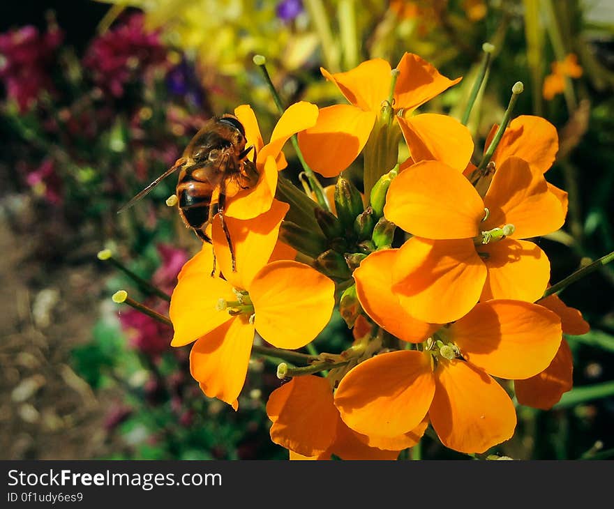 Erysimum capitatum. Erysimum capitatum