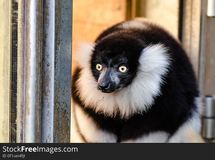 Black and white Ruffed Lemur