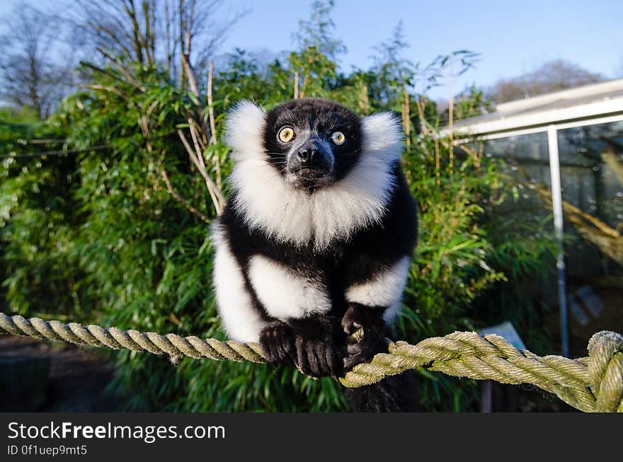 Black and white Ruffed Lemur