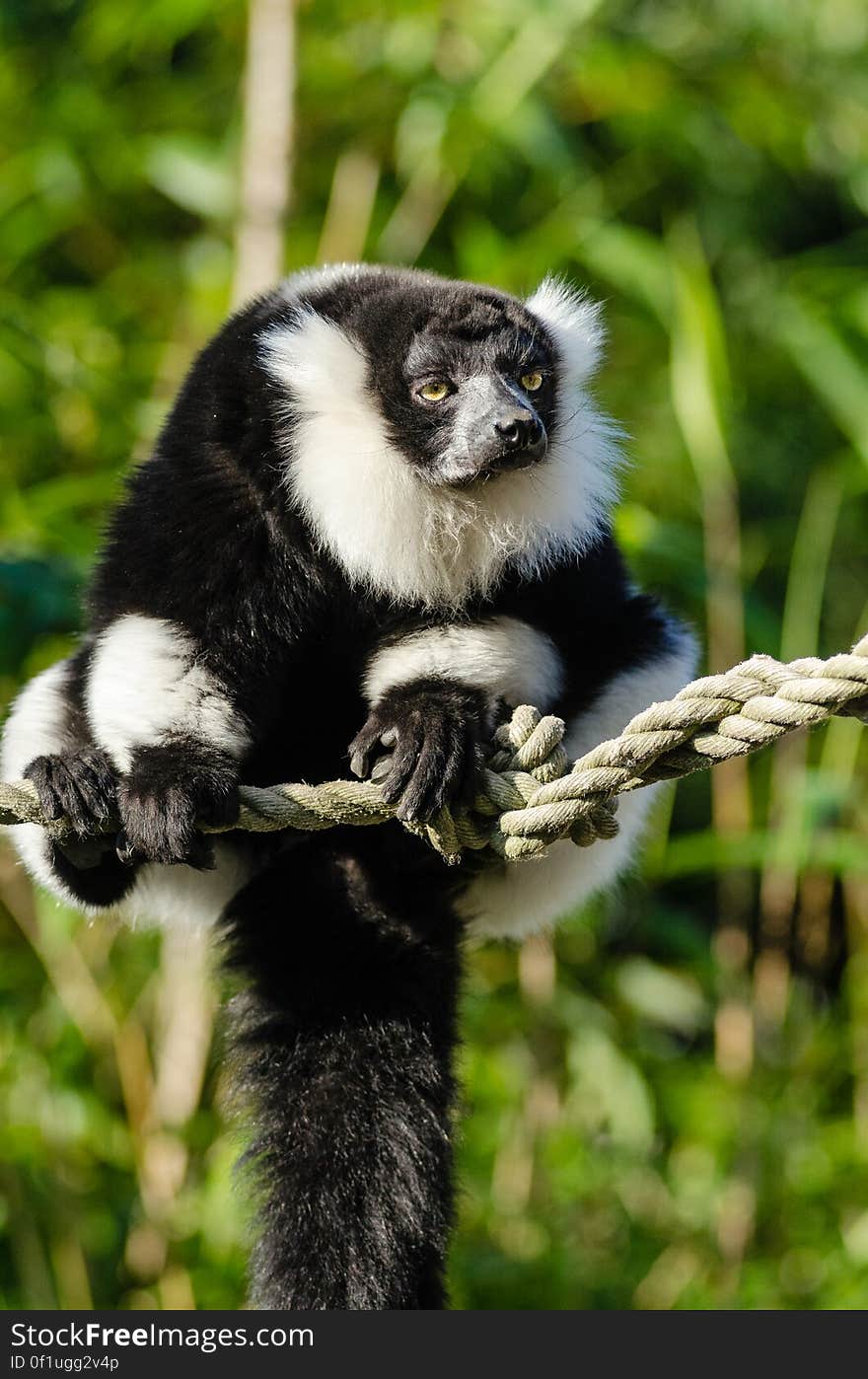 Black and white Ruffed Lemur