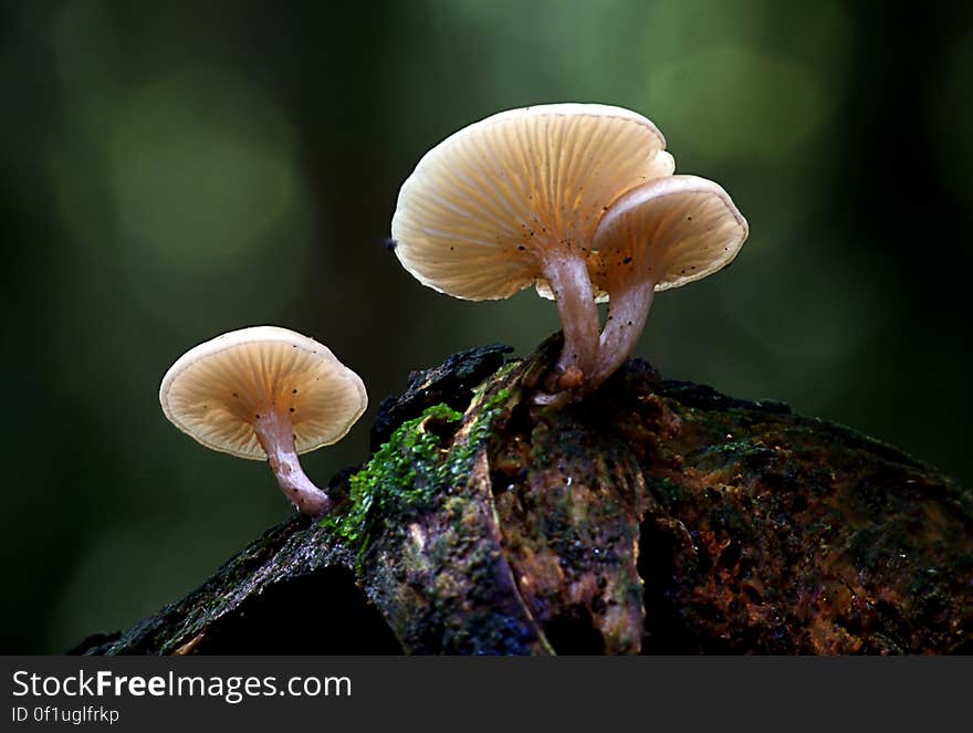 Close up of mushrooms growing on old wood in green forest. Close up of mushrooms growing on old wood in green forest.