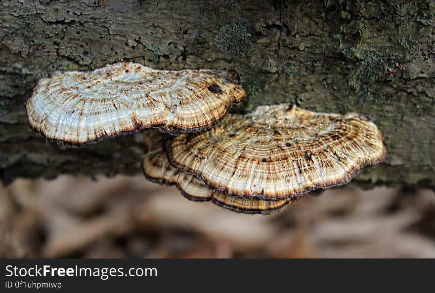 Shelf fungus, Tobyhanna State Park, Monroe County. I&#x27;ve licensed this photo as CC0 for release into the public domain. You&#x27;re welcome to download the photo and use it without attribution. Shelf fungus, Tobyhanna State Park, Monroe County. I&#x27;ve licensed this photo as CC0 for release into the public domain. You&#x27;re welcome to download the photo and use it without attribution.