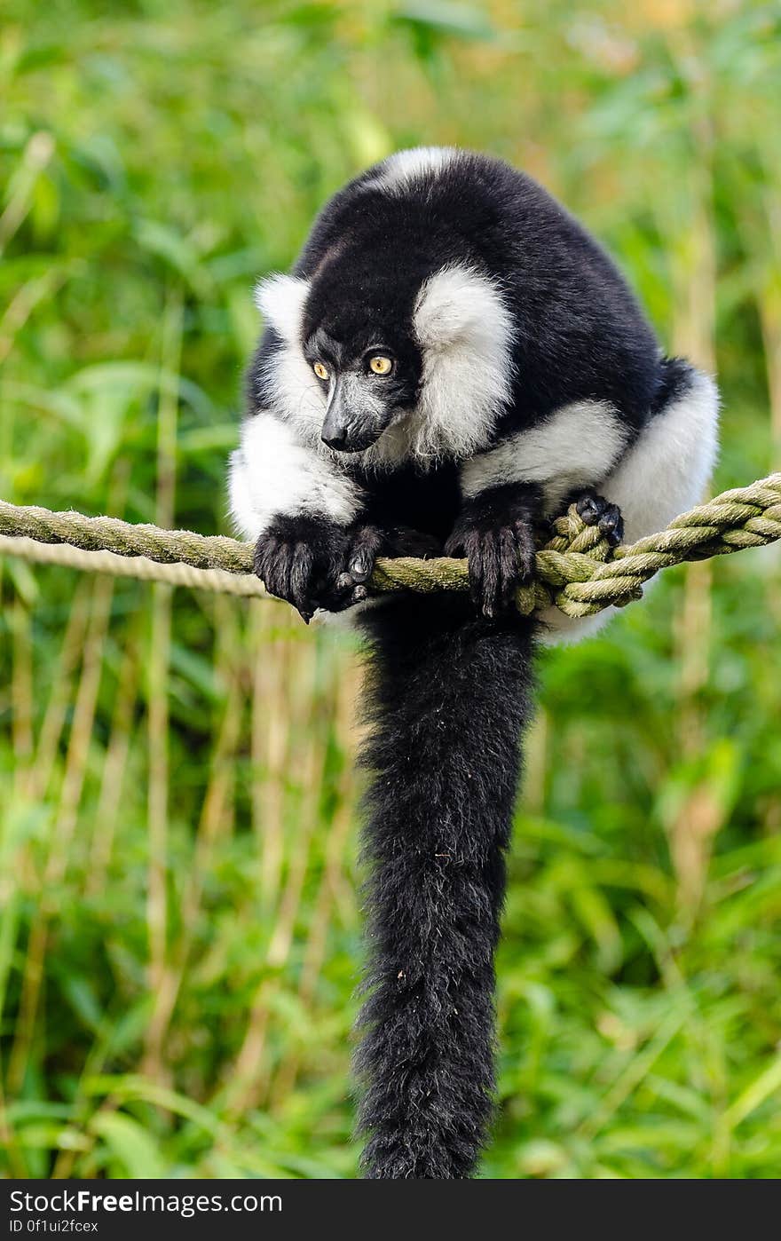 Black and white Ruffed Lemur