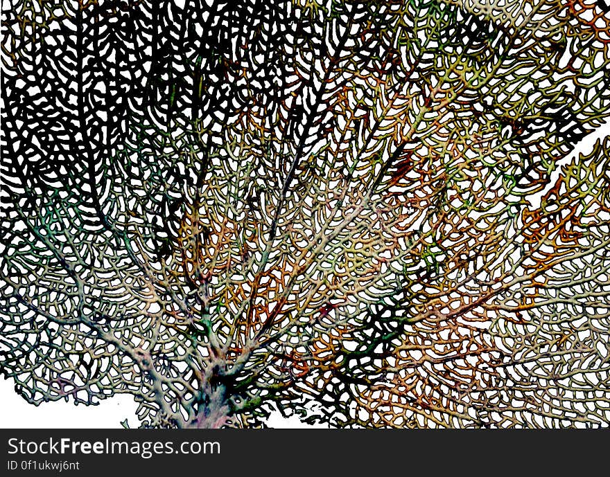 sea fan, color solarization