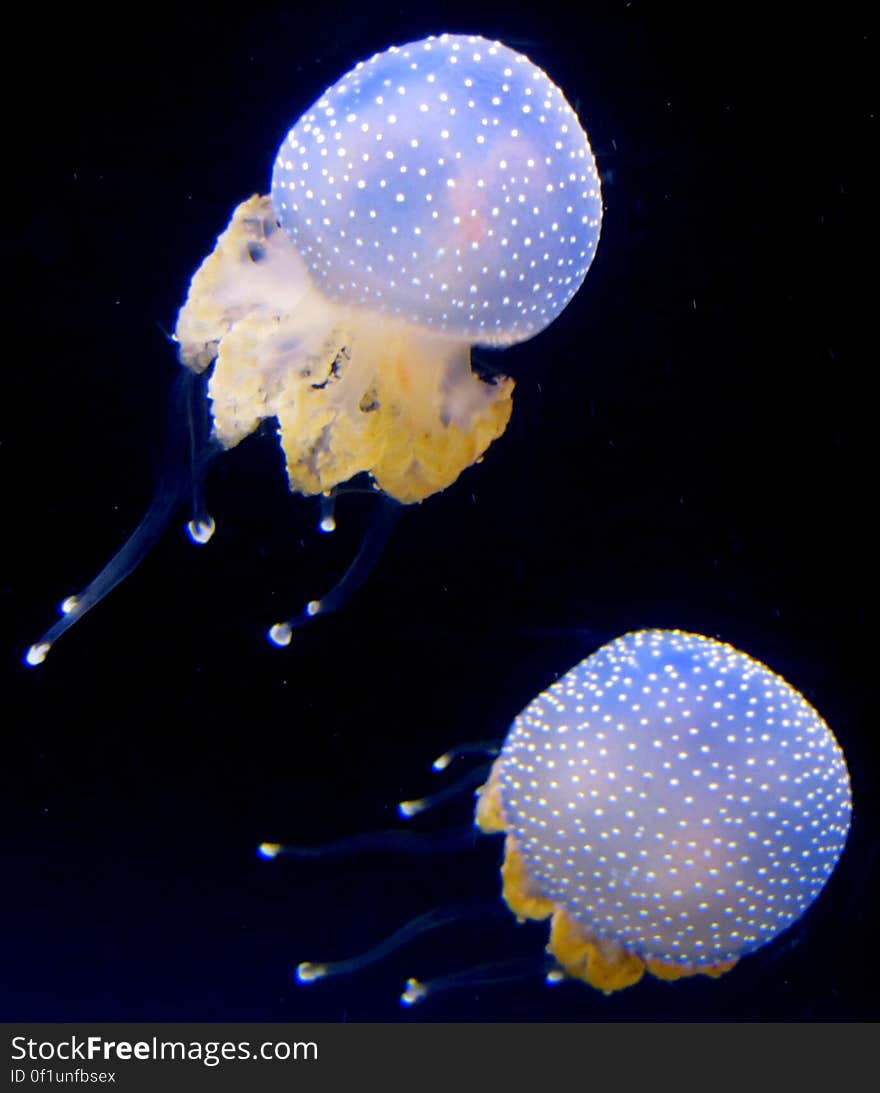 jellyfish 3