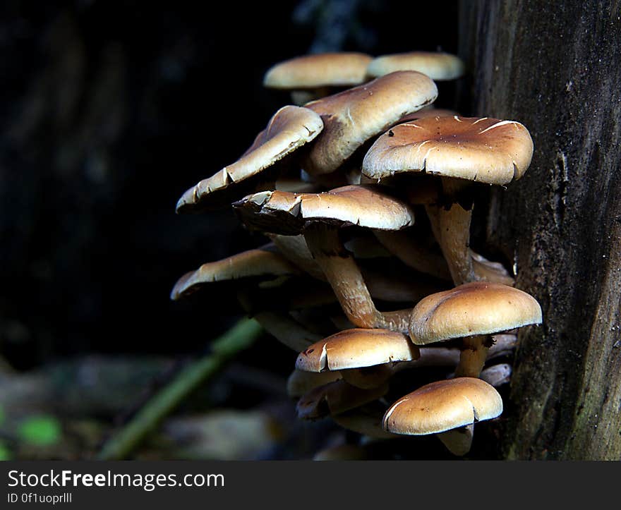 This widely distributed mushroom is fairly common, and is often found fruiting in large, striking clusters on the wood of conifers or hardwoods. When fresh, the clustered caps are bright yellow to greenish yellow--as are the gills and stems. The spore print is purple-brown, and with older specimens you can frequently check this out in the field, due to the clustered growth pattern, by simply lifting a few caps that have covered others. Like many other Hypholoma species, Hypholoma fasciculare is most often found in colder weather. This widely distributed mushroom is fairly common, and is often found fruiting in large, striking clusters on the wood of conifers or hardwoods. When fresh, the clustered caps are bright yellow to greenish yellow--as are the gills and stems. The spore print is purple-brown, and with older specimens you can frequently check this out in the field, due to the clustered growth pattern, by simply lifting a few caps that have covered others. Like many other Hypholoma species, Hypholoma fasciculare is most often found in colder weather.