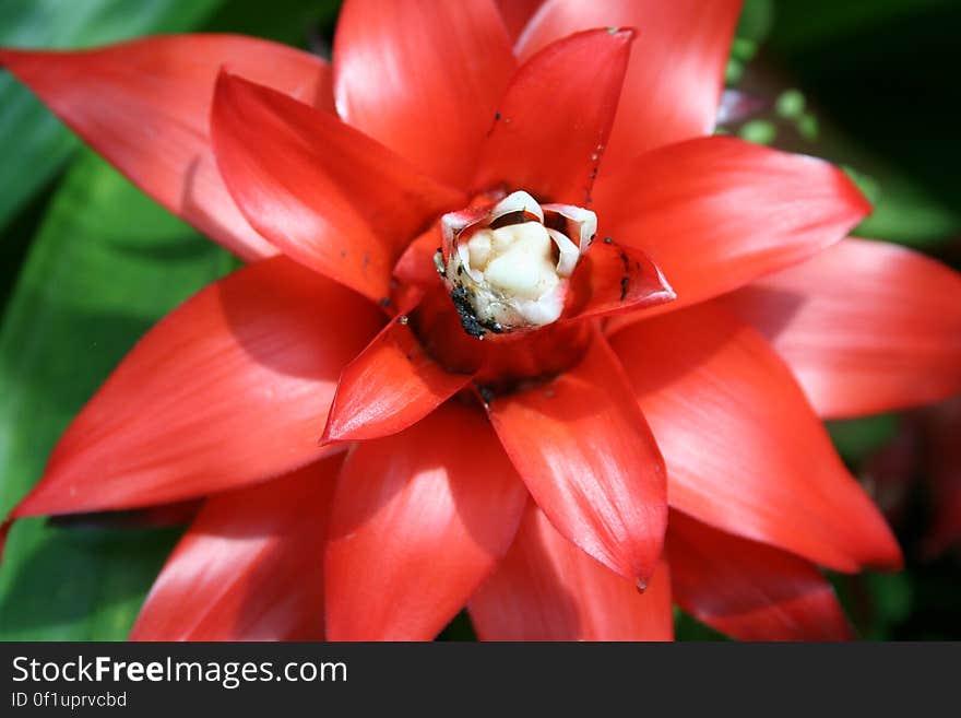 red flower