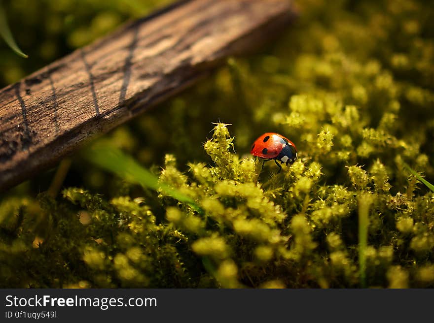 License: Public Domain Dedication &#x28;CC0&#x29; Source: Unsplash Learn more about Ladybird Beetles on Wikipedia.