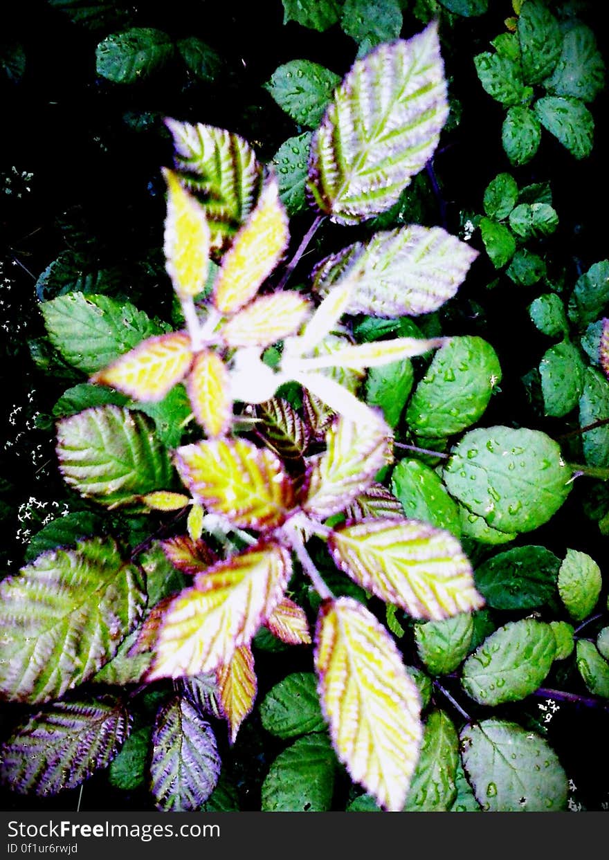 Close up of leaves with raindrops in sunny garden. Close up of leaves with raindrops in sunny garden.