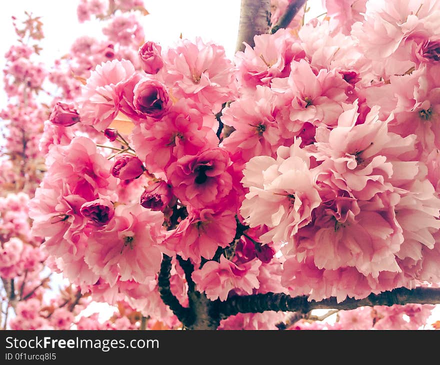 Kwanzan Flowering Cherry Tree