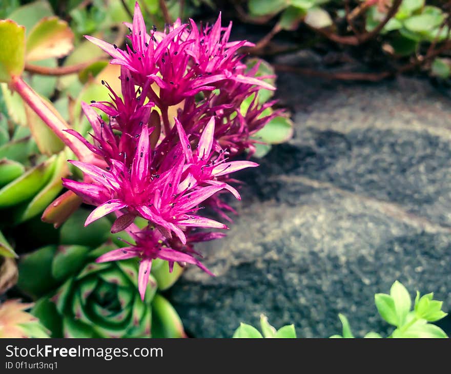 Sedum spurium. Sedum spurium