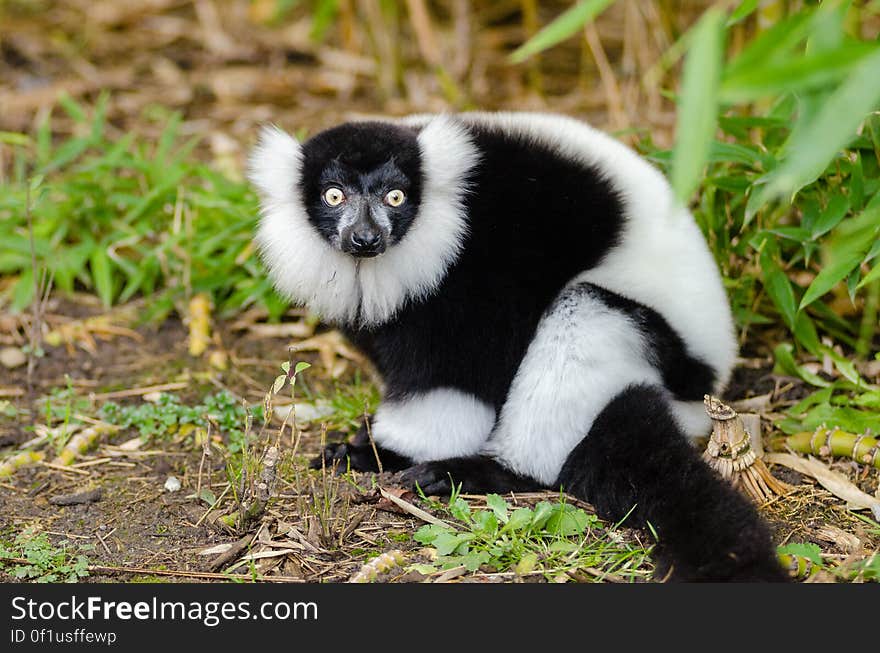 Black and white Ruffed Lemur