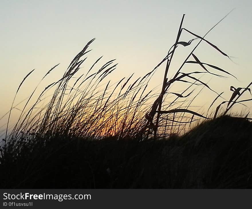 Blades of grass in field at sunset. Blades of grass in field at sunset.