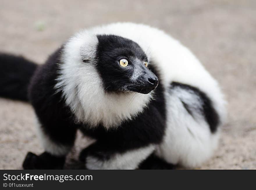 Black and white Ruffed Lemur