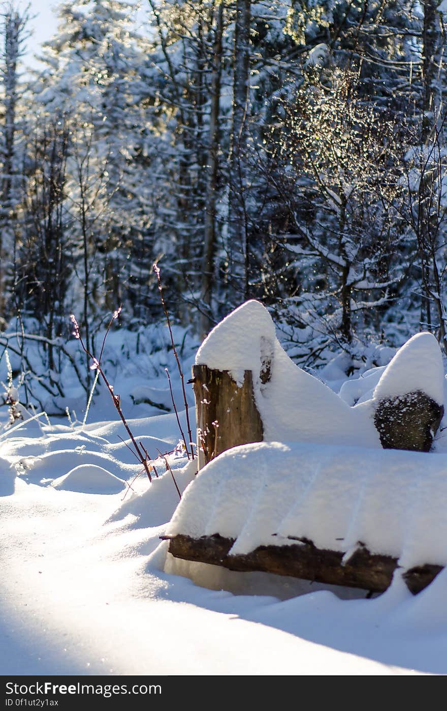 Snow, Table, Plant, Branch, Natural landscape, Twig