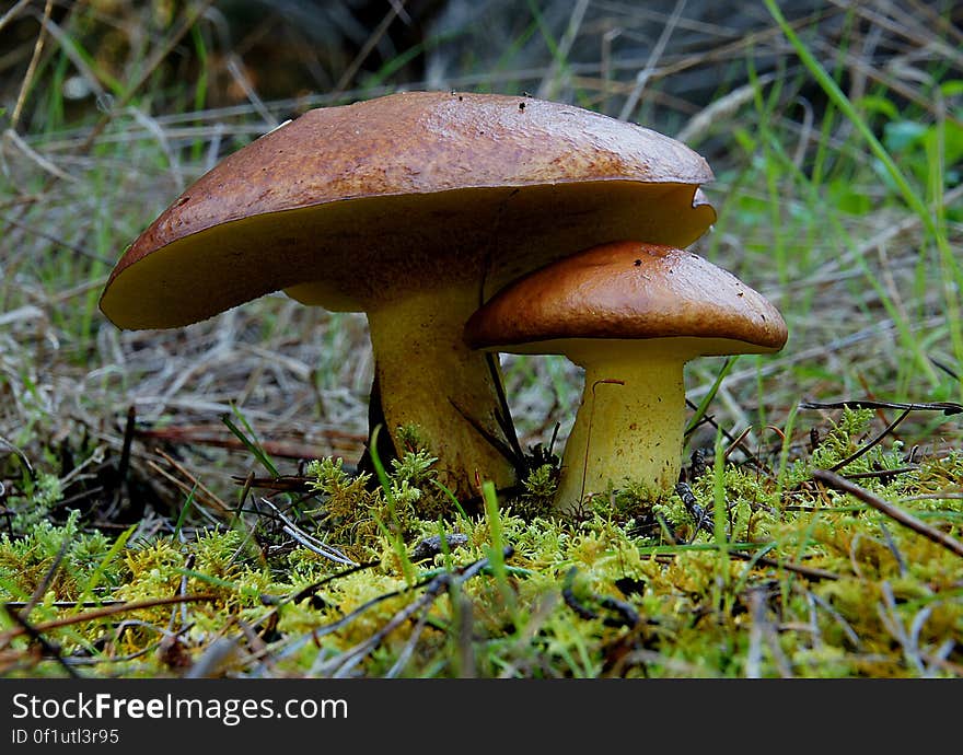 Boletes Boletus, Leccinum, Suillus If there is a universally popular wild mushroom, it may be Boletus edulis. The French refer to them affectionately as cèpes, the Germans glorify them as Steinpilz, and the Italians are wild about their porcini, meaning piglets &#x28;pigs compete for them&#x29;. The Swedish refer to their treasures as stensopp. In Poland, borowik are canned and sold in the market. The Russians claim byelii-greeb sustained them during wartime when other food was not available. In this country, B. edulis is sometimes called &#x22;king bolete.&#x22;. Boletes Boletus, Leccinum, Suillus If there is a universally popular wild mushroom, it may be Boletus edulis. The French refer to them affectionately as cèpes, the Germans glorify them as Steinpilz, and the Italians are wild about their porcini, meaning piglets &#x28;pigs compete for them&#x29;. The Swedish refer to their treasures as stensopp. In Poland, borowik are canned and sold in the market. The Russians claim byelii-greeb sustained them during wartime when other food was not available. In this country, B. edulis is sometimes called &#x22;king bolete.&#x22;