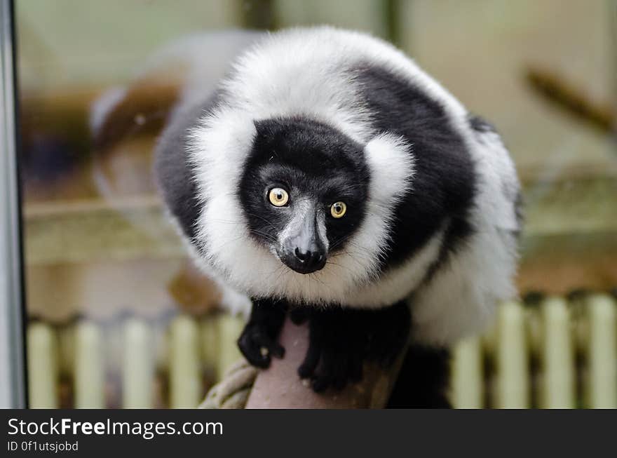 Black and white Ruffed Lemur