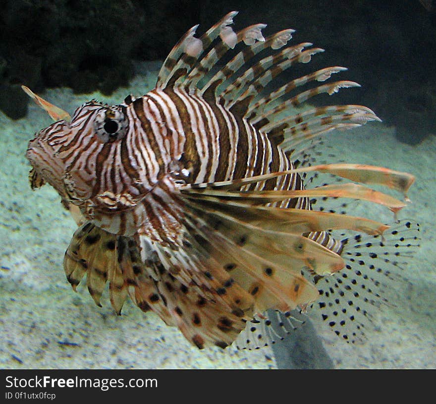 lionfish