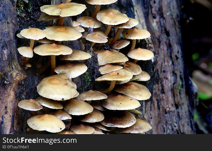 This widely distributed mushroom is fairly common, and is often found fruiting in large, striking clusters on the wood of conifers or hardwoods. When fresh, the clustered caps are bright yellow to greenish yellow--as are the gills and stems. The spore print is purple-brown, and with older specimens you can frequently check this out in the field, due to the clustered growth pattern, by simply lifting a few caps that have covered others. Like many other Hypholoma species, Hypholoma fasciculare is most often found in colder weather. This widely distributed mushroom is fairly common, and is often found fruiting in large, striking clusters on the wood of conifers or hardwoods. When fresh, the clustered caps are bright yellow to greenish yellow--as are the gills and stems. The spore print is purple-brown, and with older specimens you can frequently check this out in the field, due to the clustered growth pattern, by simply lifting a few caps that have covered others. Like many other Hypholoma species, Hypholoma fasciculare is most often found in colder weather.