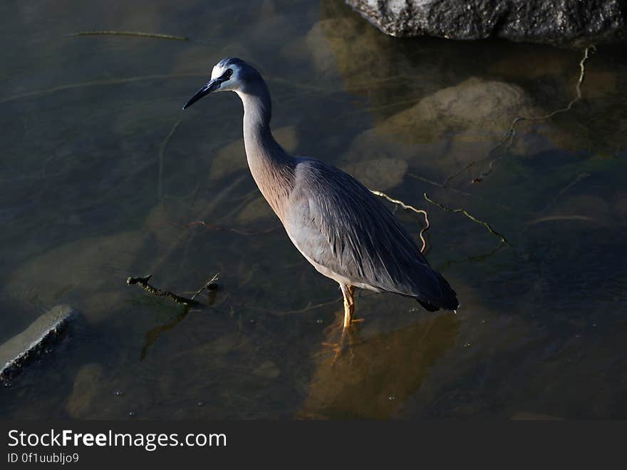 The white-faced heron is New Zealand&#x27;s most common heron, despite being a relatively new arrival to this country. It is a tall, elegant, blue-grey bird that can be seen stalking its prey in almost any aquatic habitat, including damp pasture and playing fields. Because it occupies space also shared with people it is usually well habituated to their presence, and may allow close approach. The white-faced heron is New Zealand&#x27;s most common heron, despite being a relatively new arrival to this country. It is a tall, elegant, blue-grey bird that can be seen stalking its prey in almost any aquatic habitat, including damp pasture and playing fields. Because it occupies space also shared with people it is usually well habituated to their presence, and may allow close approach.