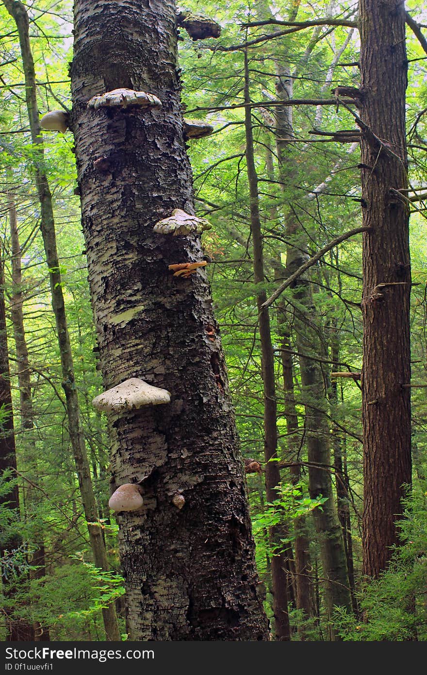 Fungi-covered birch tree on the north slope of Hemlock Mountain, Lycoming County, along the Black Forest Trail in Tiadaghton State Forest. I&#x27;ve licensed this photo as CC0 for release into the public domain. You&#x27;re welcome to download the photo and use it without attribution. Fungi-covered birch tree on the north slope of Hemlock Mountain, Lycoming County, along the Black Forest Trail in Tiadaghton State Forest. I&#x27;ve licensed this photo as CC0 for release into the public domain. You&#x27;re welcome to download the photo and use it without attribution.