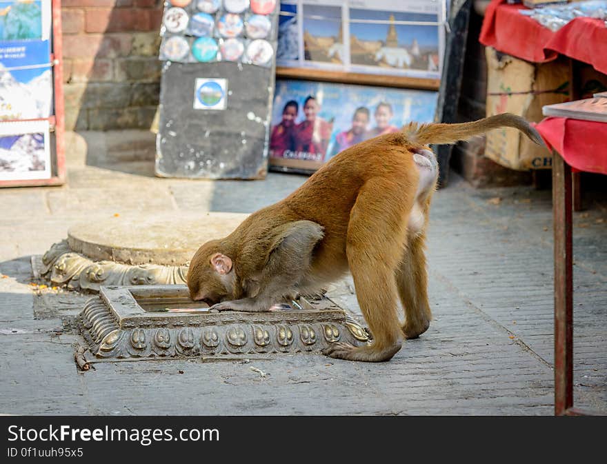 Shot made in Kathmandu &#x28;Nepal&#x29; in Swayambhunath temple &#x28;also called Monkey temple&#x29;. The temple grounds are full of these creatures, which are considered holy and you can really feel who are the masters there. After 365 steep steps, avoiding cheeky monkeys, the hard work pays off and the view over the Kathmandu valley is amazing. Shot made in Kathmandu &#x28;Nepal&#x29; in Swayambhunath temple &#x28;also called Monkey temple&#x29;. The temple grounds are full of these creatures, which are considered holy and you can really feel who are the masters there. After 365 steep steps, avoiding cheeky monkeys, the hard work pays off and the view over the Kathmandu valley is amazing.