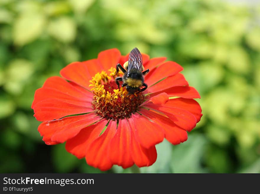 bee on flower