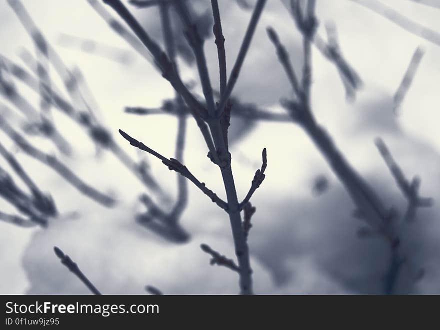 Colourless Macro of Winter Shrub