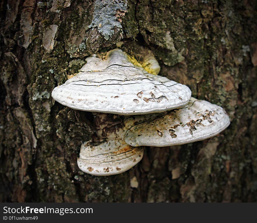 Shelf fungus &#x28;unknown species; possibly a tinder fungus [Fomes fomentarius] or a Ganoderma&#x29; in the forest north of Grass Lake, Monroe County. I&#x27;ve licensed this photo as CC0 for release into the public domain. You&#x27;re welcome to download the photo and use it without attribution. Shelf fungus &#x28;unknown species; possibly a tinder fungus [Fomes fomentarius] or a Ganoderma&#x29; in the forest north of Grass Lake, Monroe County. I&#x27;ve licensed this photo as CC0 for release into the public domain. You&#x27;re welcome to download the photo and use it without attribution.