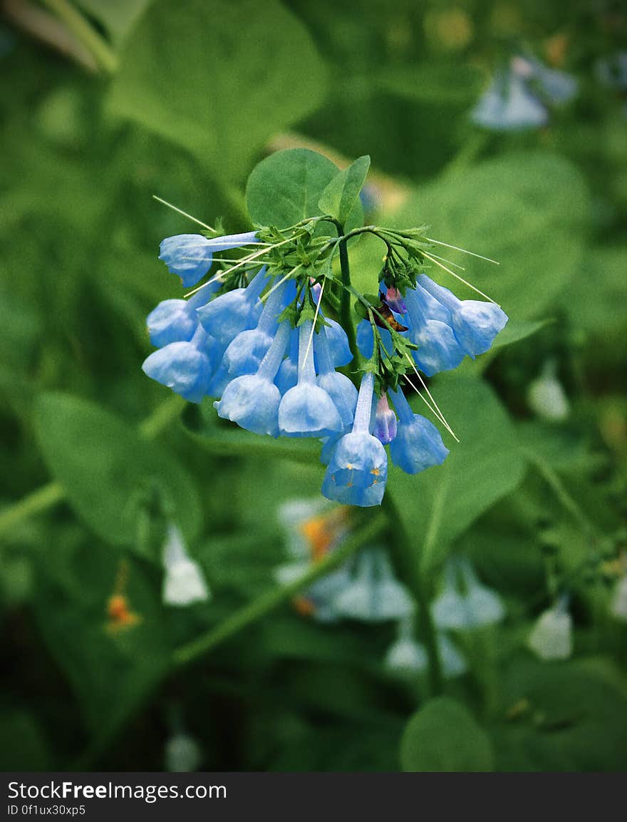 Virginia bluebells &#x28;Mertensia virginica&#x29; in the floodplain forest bordering Buffalo Creek, Union County, along the Dale&#x27;s Ridge Trail. I&#x27;ve licensed this photo as CC0 for release into the public domain. You&#x27;re welcome to download the photo and use it without attribution. Virginia bluebells &#x28;Mertensia virginica&#x29; in the floodplain forest bordering Buffalo Creek, Union County, along the Dale&#x27;s Ridge Trail. I&#x27;ve licensed this photo as CC0 for release into the public domain. You&#x27;re welcome to download the photo and use it without attribution.