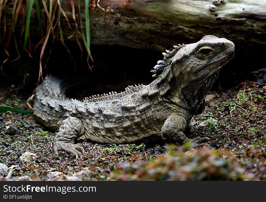 They are the only surviving members of the order Sphenodontia, which was well represented by many species during the age of the dinosaurs, some 200 million years ago. All species exept for the tuatara declined and eventually became extinct about 60 million years ago. Tuatara are therefore of huge international interest to biologists. They are recognised internationally and within New Zealand as species in need of active conservation management. They are the only surviving members of the order Sphenodontia, which was well represented by many species during the age of the dinosaurs, some 200 million years ago. All species exept for the tuatara declined and eventually became extinct about 60 million years ago. Tuatara are therefore of huge international interest to biologists. They are recognised internationally and within New Zealand as species in need of active conservation management.