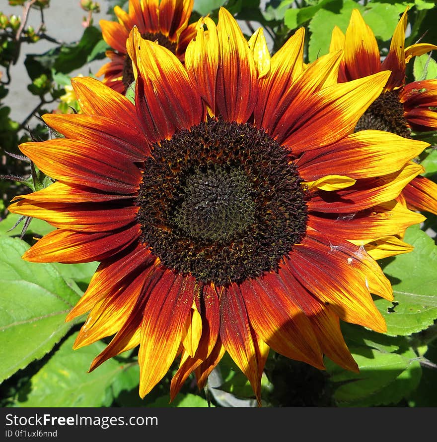 red sunflowers 2