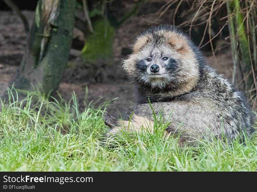 Raccoon dog 2016-01-08-00927