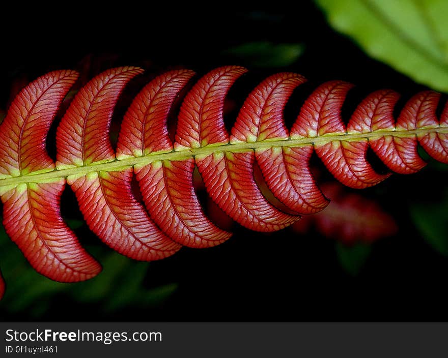 Blechnum novae-zelandiae, commonly known as palm-leaf fern or kiokio, is a species of fern found in New Zealand. It can often be found growing in clay soil on embankments and roadsides The red colouring in the leaves is a chemical called anthocyanin. It lives in soft young leaves and is like a sunscreen for plants! It helps with photosynthesis, where the plant uses the sun’s energy to feed itself. As the leaves get older and harden up, they will replace the anthocyanin with chlorophyll which is green and better at using sunshine. Blechnum novae-zelandiae, commonly known as palm-leaf fern or kiokio, is a species of fern found in New Zealand. It can often be found growing in clay soil on embankments and roadsides The red colouring in the leaves is a chemical called anthocyanin. It lives in soft young leaves and is like a sunscreen for plants! It helps with photosynthesis, where the plant uses the sun’s energy to feed itself. As the leaves get older and harden up, they will replace the anthocyanin with chlorophyll which is green and better at using sunshine.