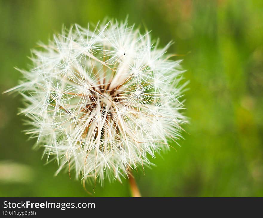 Dandelion