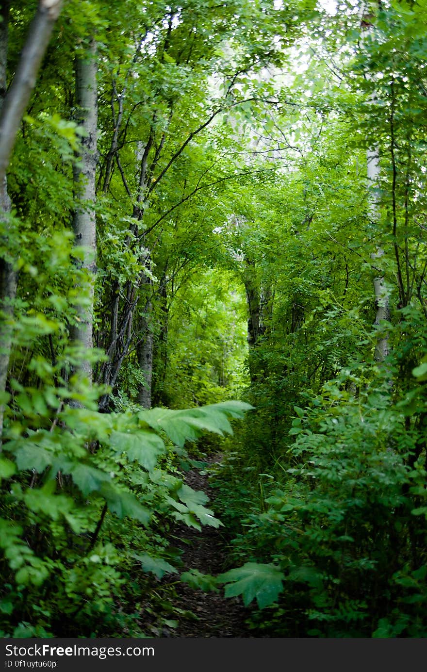 Pathway through a city forest. Pathway through a city forest