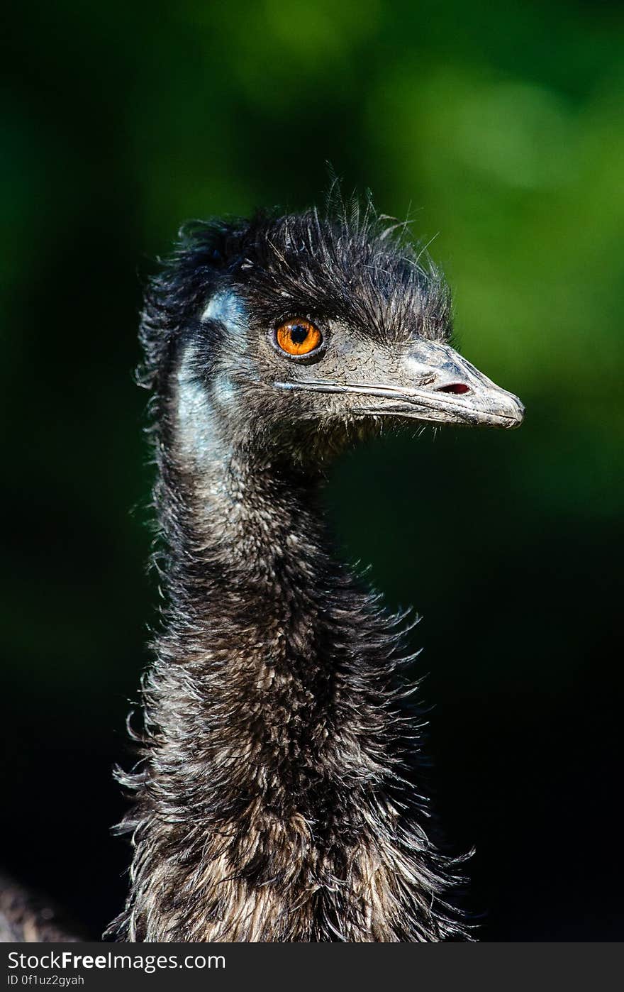 Emu