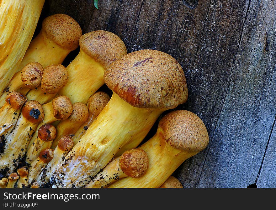 This impressive mushroom is found growing in dense clusters on stumps and logs of both hardwoods and conifers--and a number of associated species names are found growing in a dense cluster, as well. These species &#x28;if they are truly distinct&#x29;, are all fairly large mushrooms that have orange to orangish brown spore prints, bitter taste, and stems that feature rings or ring zones. The central species name is Gymnopilus junonius, which is the correct name for &#x22;Gymnopilus spectabilis,&#x22; according to the most recent taxonomists.