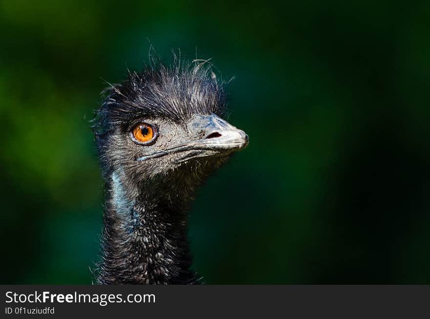 Emu