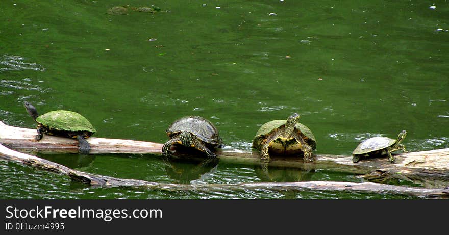 Four turtles I noticed while eating lunch. Four turtles I noticed while eating lunch.