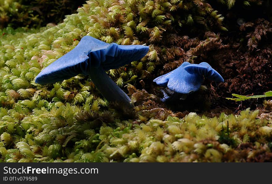 This is the iconic blue fungi of New Zealand the species can very from very bright blue to a the dull blue to almost gray in colour. Pileus 35-50 mm, broadly conical to conica, edges inturnedl. light blue to dark blue some times fadding at the top. Ecologye: Scattered; saprobic on soil among litter in broadleaved-conifer forests and Nothofagus Forests. Common name: None Found: Native Forest Substrate: Forest floor Spore: PinkHeight: 80 mm Width: 30 mm Season: Autumn Edible: No. This is the iconic blue fungi of New Zealand the species can very from very bright blue to a the dull blue to almost gray in colour. Pileus 35-50 mm, broadly conical to conica, edges inturnedl. light blue to dark blue some times fadding at the top. Ecologye: Scattered; saprobic on soil among litter in broadleaved-conifer forests and Nothofagus Forests. Common name: None Found: Native Forest Substrate: Forest floor Spore: PinkHeight: 80 mm Width: 30 mm Season: Autumn Edible: No